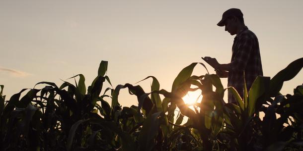 Farmer im Maisfeld