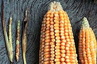 Mais und Teosinte Mais und Teosinte