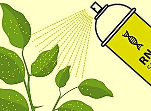 RNAi-Spray
