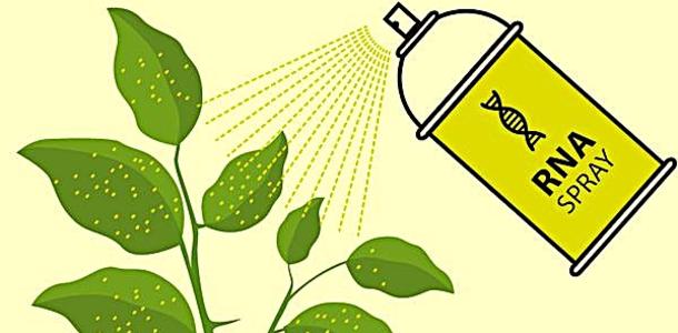 RNAi-Spray