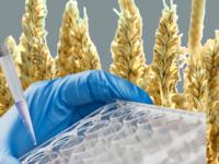 PCR-Nachweis Pflanzen