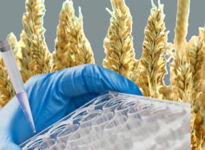 PCR-Nachweis Pflanzen