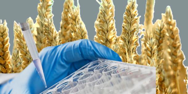 PCR-Nachweis Pflanzen