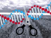 Feldversuche mit Weizen, CRSPR