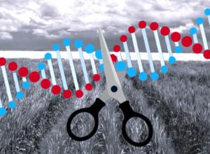 Feldversuche mit Weizen, CRSPR