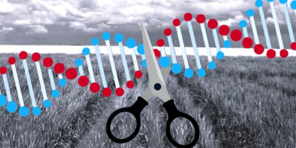 Feldversuche mit Weizen, CRSPR