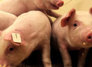 Schweine mit PRRS-Resistenz