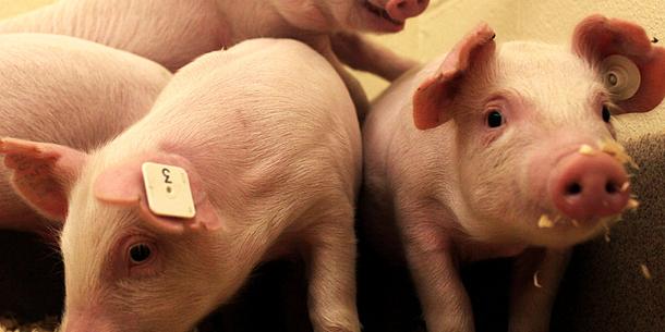 Schweine mit PRRS-Resistenz