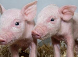 Schweine mit PRRS-Resistenz