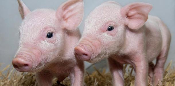 Schweine mit PRRS-Resistenz