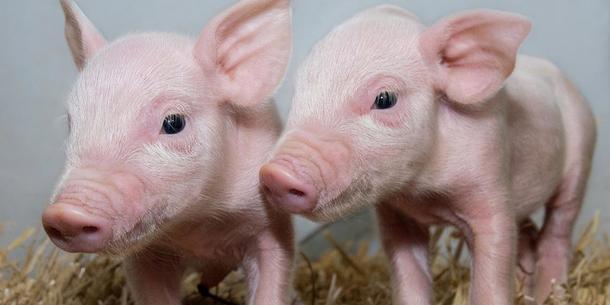 Schweine mit PRRS-Resistenz