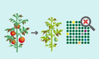 Von Kreuzung bis Genome Editing: Verfahren der Pflanzenzüchtung Von Kreuzung bis Genome Editing: Verfahren der Pflanzenzüchtung