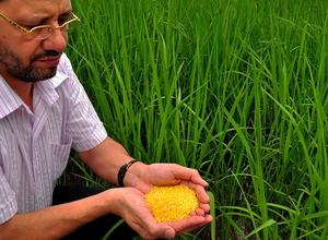 Golden Rice