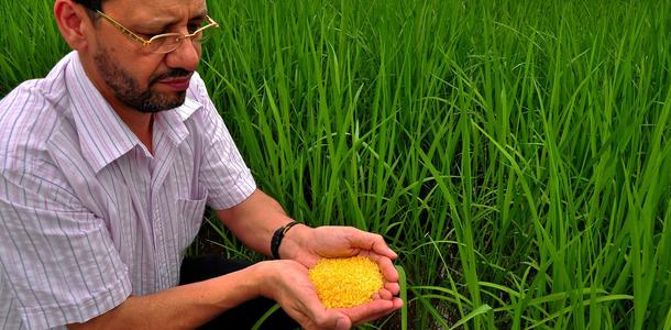 Golden Rice