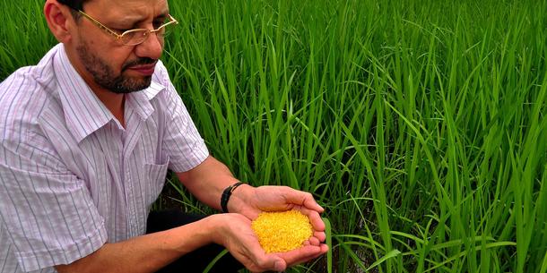 Golden Rice