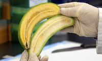 Banane angereichert mit Vitamin A Banane angereichert mit Vitamin A