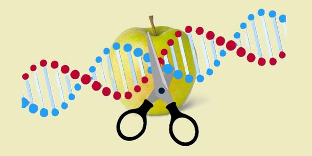 Apfel mit CRISPR/Cas