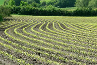 Maisfeld Maisfeld