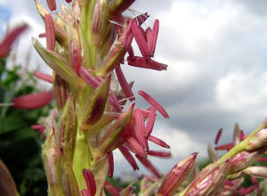 Maisblüte 2