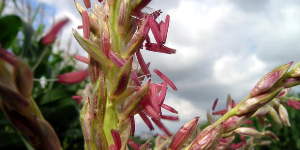 Maisblüte 2 Maisblüte 2
