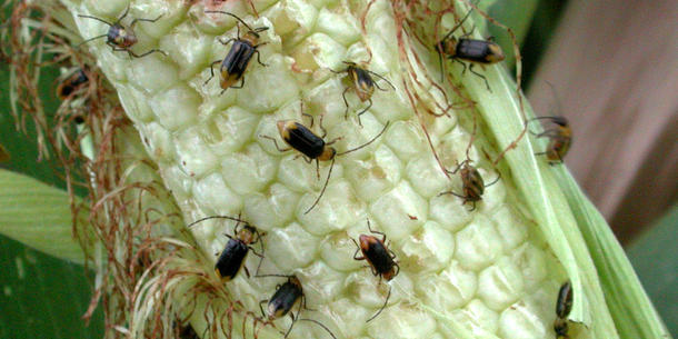 Mais, Befall Diabrotica 2 Mais, Befall Diabrotica 2