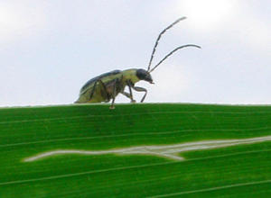 Mais, Befall Diabrotica 2