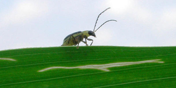 Mais, Befall Diabrotica 2 Mais, Befall Diabrotica 2