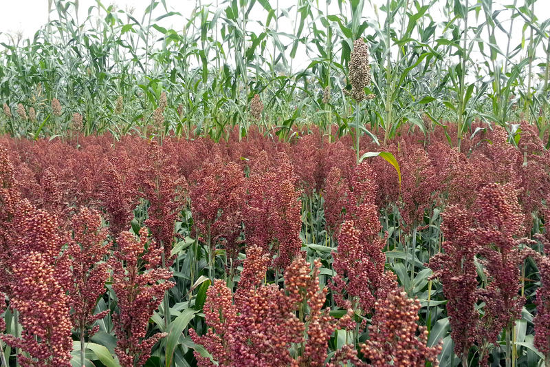 Hirse (Sorghum) | transGEN Datenbank - Pflanzen - transgen.de