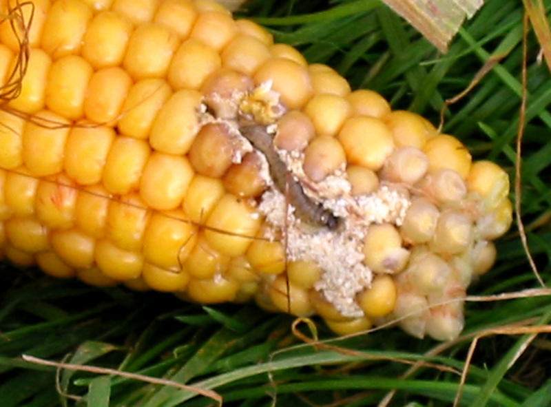 Mais - Lexikon Nutzpflanzen - Transgen.de