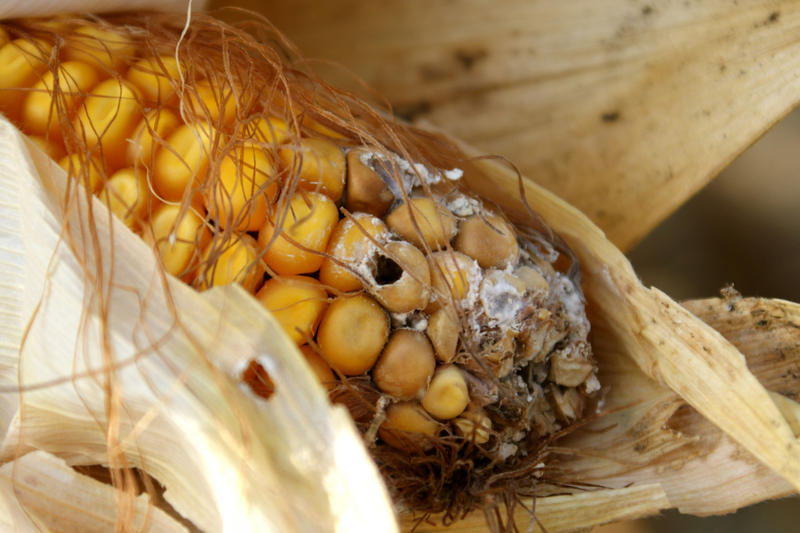 Trotz Anbauverbot für gentechnisch veränderten MON810Mais Landwirte