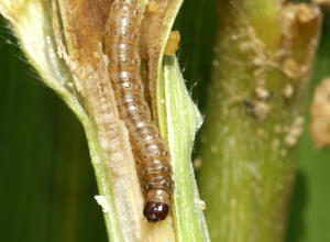 Maiszünsler Nun in ganz Deutschland Anbau transgen.de