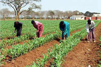 ZAMBIA WORLD SUMMIT HUNGER