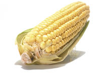 Maiskolben Maiskolben