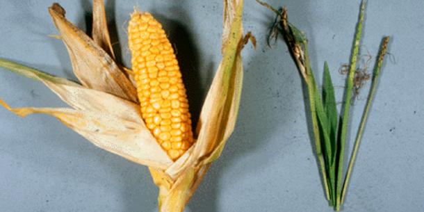 Mais, Teosinte