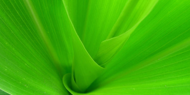 Mais, Blatt 2 Mais, Blatt 2