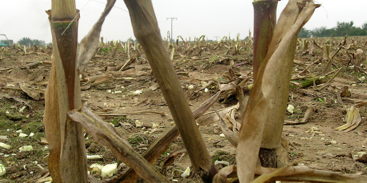 Protein aus Bt-Mais: Anreicherung im Boden? - Sicherheit - transgen.de