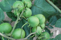 Kartoffelbeeren Kartoffelbeeren