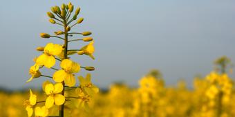 Rapsblüte 2 Rapsblüte 2