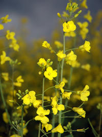 Rapsblüte Rapsblüte