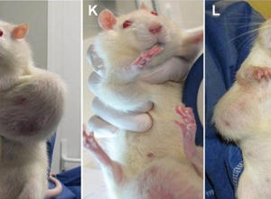 Ratten mit Tumoren