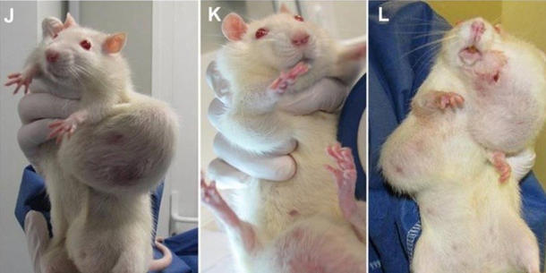 Ratten mit Tumoren Ratten mit Tumoren