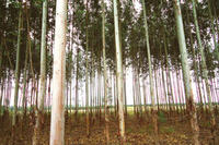 Eukalyptus, Kätetoleranz Eukalyptus, Kätetoleranz