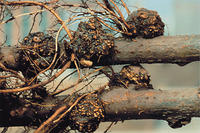 Agrobakterien, Wurzelhalsgallen Apfelbaum Agrobakterien, Wurzelhalsgallen Apfelbaum