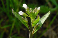 Arabidopsis Arabidopsis