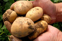 Kartoffelknollen Amflora Kartoffelknollen Amflora