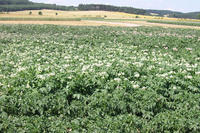 blühende Kartoffeln blühende Kartoffeln