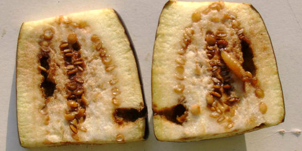 Aubergine, Schädling Aubergine, Schädling