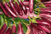 Aubergine