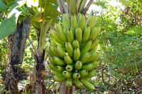 Bananenstaude Bananenstaude