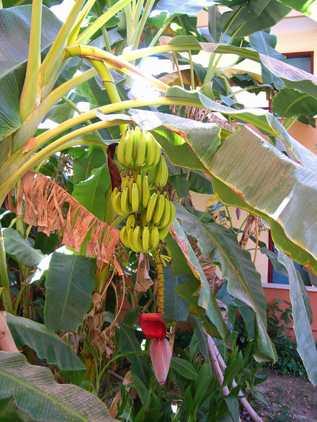 Banane Lexikon Nutzpflanzen Transgen De